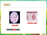 【新教材新课标】人教版生物七上1.2.3动物细胞 课件+教案+习题(含答案）