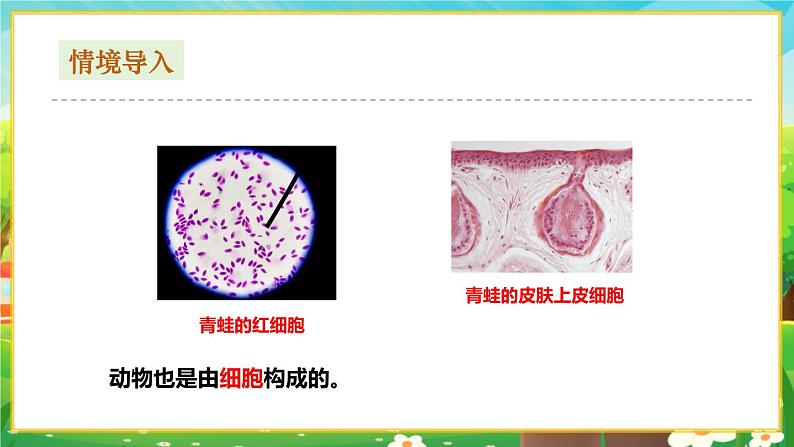 【新教材新课标】人教版生物七上1.2.3动物细胞 课件+教案+习题(含答案）02