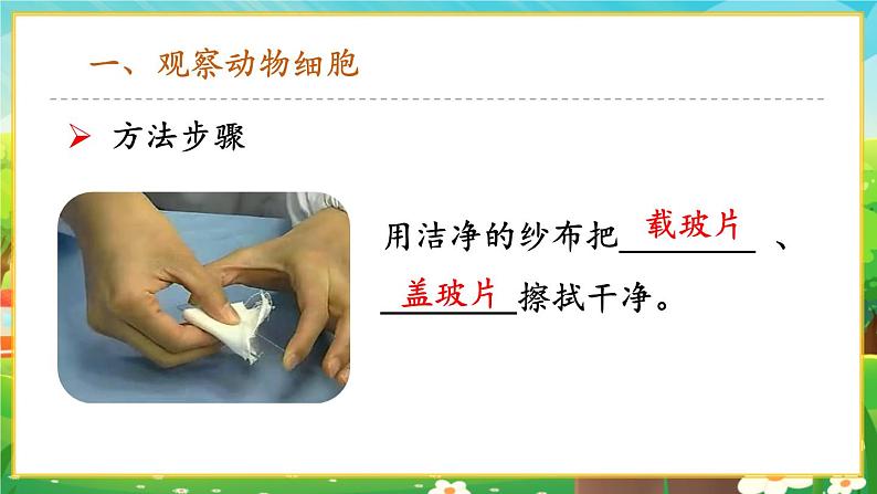 【新教材新课标】人教版生物七上1.2.3动物细胞 课件+教案+习题(含答案）04