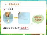 【新教材新课标】人教版生物七上1.2.3动物细胞 课件+教案+习题(含答案）