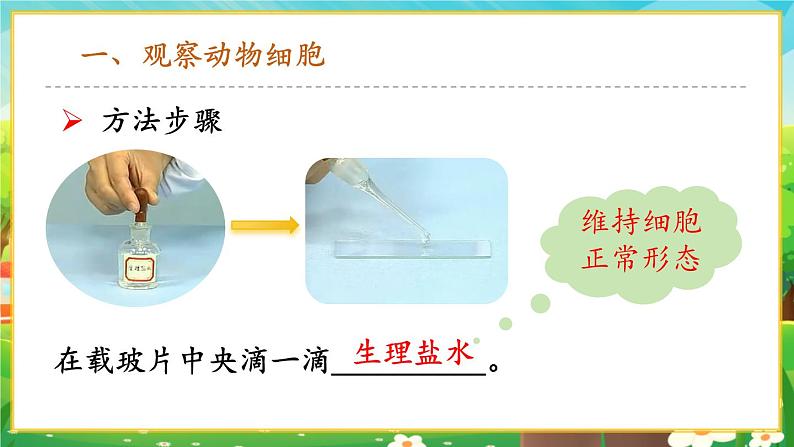 【新教材新课标】人教版生物七上1.2.3动物细胞 课件+教案+习题(含答案）05