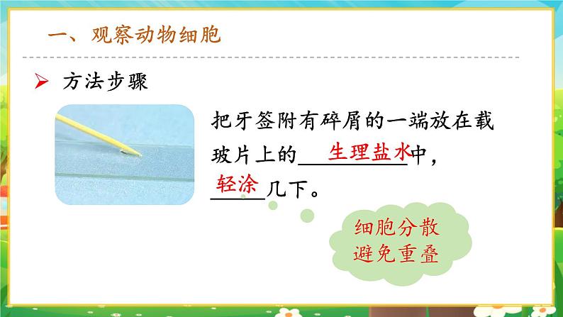 【新教材新课标】人教版生物七上1.2.3动物细胞 课件+教案+习题(含答案）07