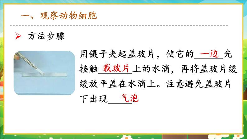 【新教材新课标】人教版生物七上1.2.3动物细胞 课件+教案+习题(含答案）08