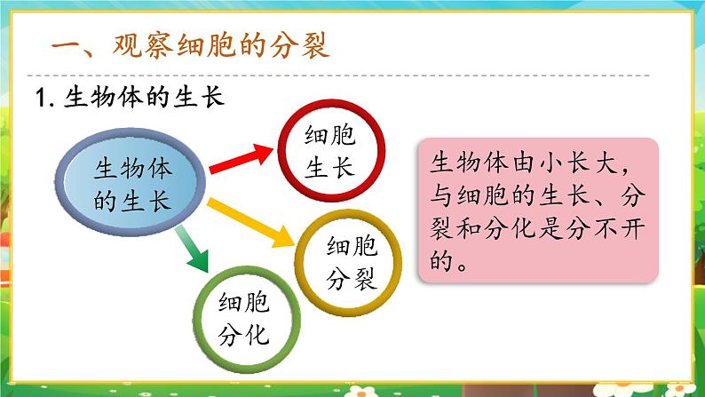 【新教材新课标】人教版生物七上1.3.1细胞通过分裂产生新细胞 课件+教案+习题（含答案）04