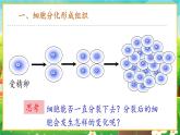 【新教材新课标】人教版生物七上1.3.2动物体的结构层次 课件+教案+习题（含答案）