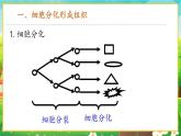 【新教材新课标】人教版生物七上1.3.2动物体的结构层次 课件+教案+习题（含答案）