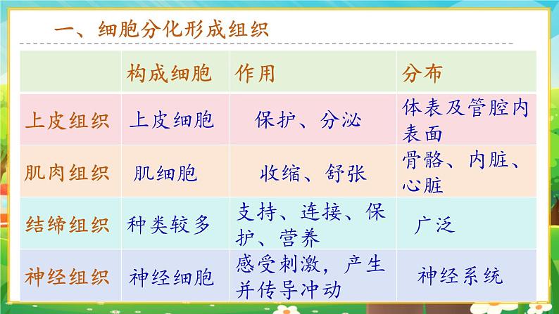 【新教材新课标】人教版生物七上1.3.2动物体的结构层次 课件+教案+习题（含答案）08