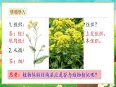 【新教材新课标】人教版生物七上1.3.3植物体的结构层次 课件+教案+习题（含答案）