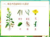 【新教材新课标】人教版生物七上1.3.3植物体的结构层次 课件+教案+习题（含答案）