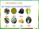 【新教材新课标】人教版生物七上1.3.3植物体的结构层次 课件+教案+习题（含答案）