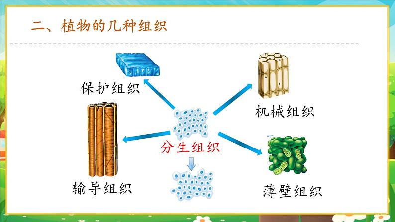 【新教材新课标】人教版生物七上1.3.3植物体的结构层次 课件+教案+习题（含答案）08