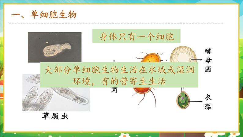 【新教材新课标】人教版生物七上1.3.4 单细胞生物 课件+教案+习题（含答案）04