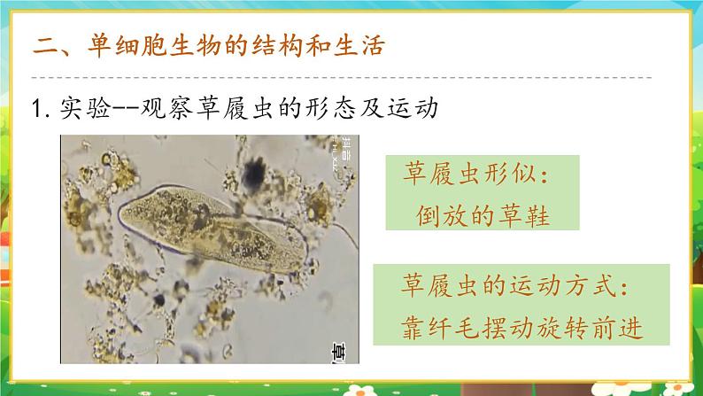 【新教材新课标】人教版生物七上1.3.4 单细胞生物 课件+教案+习题（含答案）07