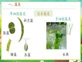 【新教材新课标】人教版生物七上2.1.1藻类、苔藓和蕨类 课件+教案+习题（含答案）