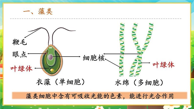 【新教材新课标】人教版生物七上2.1.1藻类、苔藓和蕨类 课件+教案+习题（含答案）05