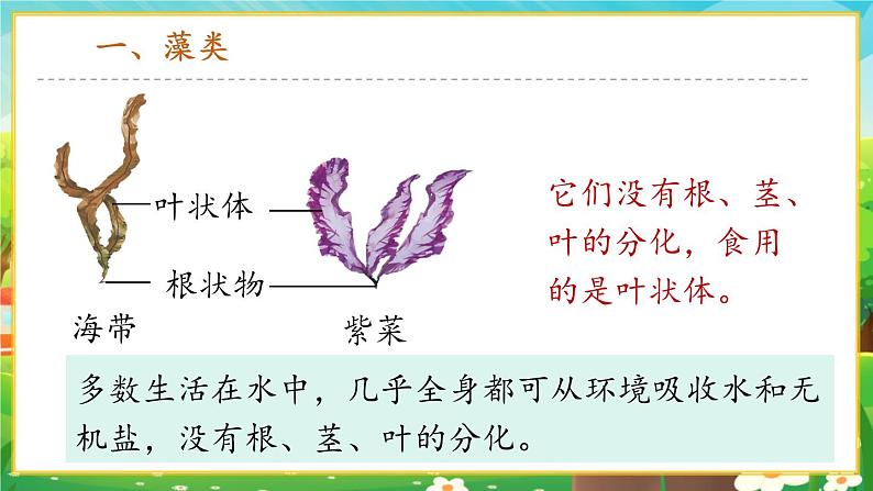 【新教材新课标】人教版生物七上2.1.1藻类、苔藓和蕨类 课件+教案+习题（含答案）06