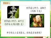 【新教材新课标】人教版生物七上2.1.2种子植物 课件+教案+习题（含答案）