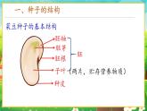 【新教材新课标】人教版生物七上2.1.2种子植物 课件+教案+习题（含答案）