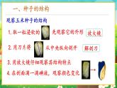 【新教材新课标】人教版生物七上2.1.2种子植物 课件+教案+习题（含答案）
