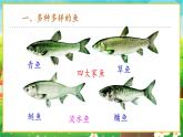 【新教材新课标】人教版生物七上2.2.2脊椎动物--鱼 课件+教案+习题（含答案）