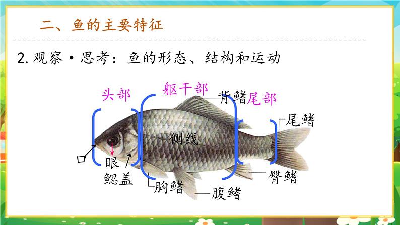 【新教材新课标】人教版生物七上2.2.2脊椎动物--鱼 课件+教案+习题（含答案）07