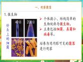 【新教材新课标】人教版生物七上2.3.1微生物的分布 课件+教案+习题 （含答案）