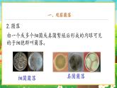 【新教材新课标】人教版生物七上2.3.1微生物的分布 课件+教案+习题 （含答案）