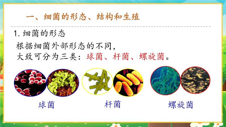 【新教材新课标】人教版生物七上2.3.2细菌 课件+教案+习题 （含答案）04