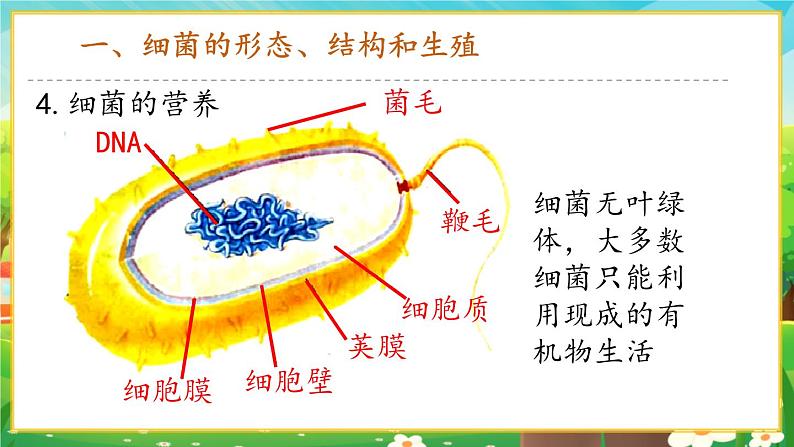 【新教材新课标】人教版生物七上2.3.2细菌 课件+教案+习题 （含答案）08