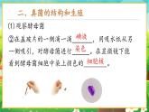 【新教材新课标】人教版生物七上2.3.3真菌 课件+教案+习题 （含答案）