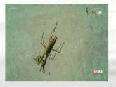 初中生物人教版八年級(jí)上冊(cè)第二節(jié) 線形動(dòng)物和環(huán)節(jié)動(dòng)物 課件
