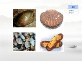 初中生物人教版八年级上册第三节   软体动物和节肢动物 课件