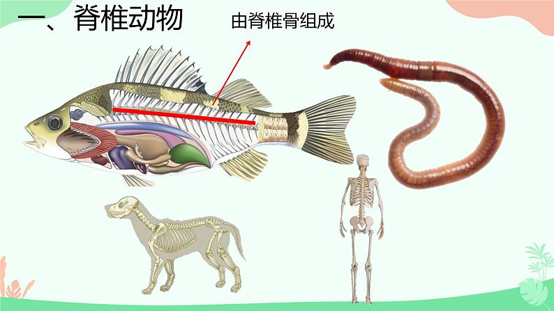 初中生物人教版八年级上册第四节   鱼 课件01