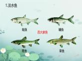 初中生物人教版八年级上册第四节   鱼 课件