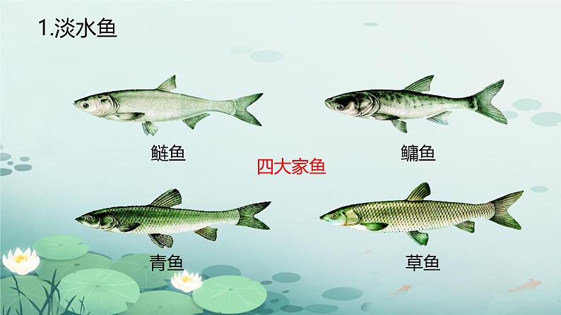 初中生物人教版八年级上册第四节   鱼 课件04