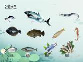 初中生物人教版八年级上册第四节   鱼 课件