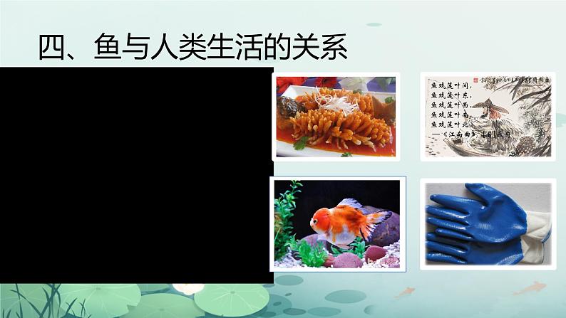 初中生物人教版八年级上册第四节   鱼 课件08