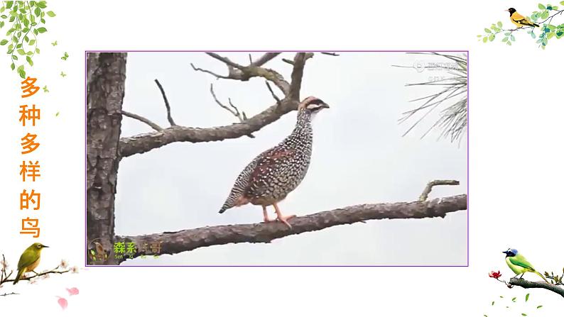 初中生物人教版八年级上册第六节   鸟  课件04