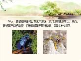 初中生物人教版八年级上册第五节 两栖动物和爬行动物  课件