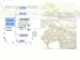 初中生物人教版八年级上册第五节 两栖动物和爬行动物  课件