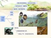 初中生物人教版八年级上册第五节 两栖动物和爬行动物  课件