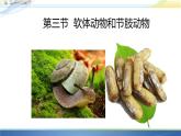 初中生物人教版八年级上册第三节   软体动物和节肢动物 课件
