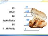 初中生物人教版八年级上册第三节   软体动物和节肢动物 课件