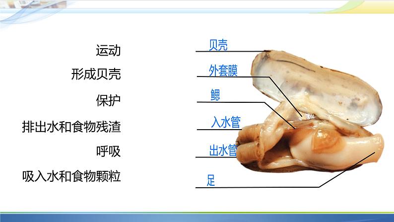 初中生物人教版八年级上册第三节   软体动物和节肢动物 课件03