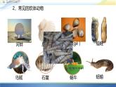 初中生物人教版八年级上册第三节   软体动物和节肢动物 课件
