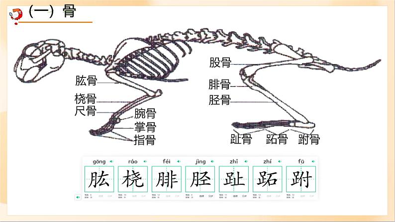 初中生物人教版八年级上册第一节 动物的运动课件05