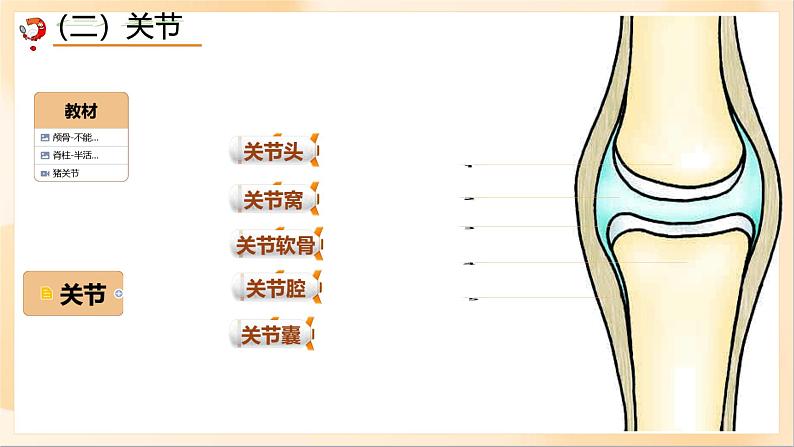 初中生物人教版八年级上册第一节 动物的运动课件06