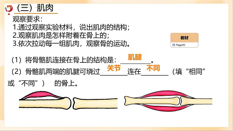 初中生物人教版八年级上册第一节 动物的运动课件07