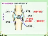 初中生物人教版八年级上册第二节 先天性行为和学习行为课件