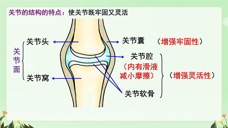 初中生物人教版八年级上册第二节 先天性行为和学习行为课件第1页